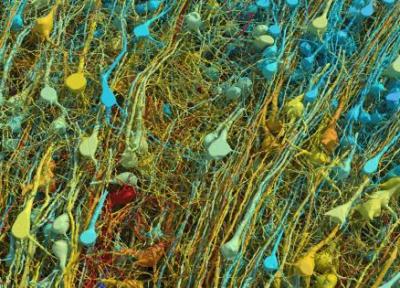آلبوم عکس های باورنکردنی گوگل از یک میلیمتر مکعب بافت مغز ، زیبایی و شکوه و پیچیدگی
