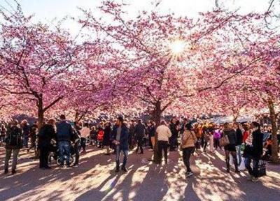 فیلم ، هجوم گردشگران برای شکوفه های گیلاس و دریای رنگی در چین
