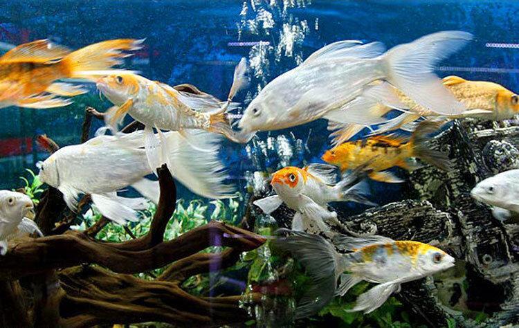 ساخت شهرک پرورش ماهیان زینتی در محلات