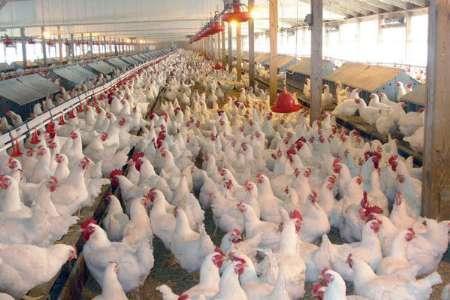 نگرانی مرغداران از فرایند نزولی قیمت مرغ در بازار، نرخ مرغ به 12 هزار و 400 تومان رسید