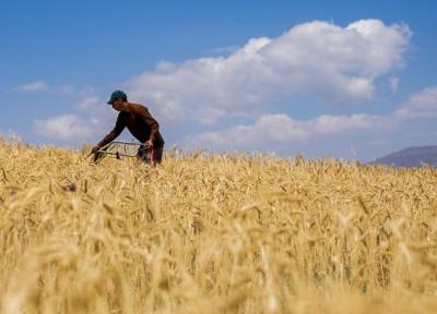 قیمت خرید تضمینی گندم دوشنبه در شورای اقتصاد بررسی می شود، نظر دولت روی 3800 تومان است