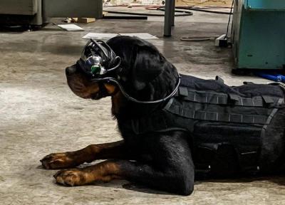 ارتش آمریکا برای هدایت سگ ها از عینک واقعیت افزوده استفاده خواهد کرد
