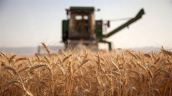 گندم در 5.7 میلیون هکتار از مزارع کشور کشت شد
