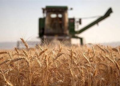 گندم در 5.7 میلیون هکتار از مزارع کشور کشت شد