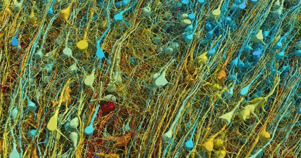 آلبوم عکس های باورنکردنی گوگل از یک میلیمتر مکعب بافت مغز ، زیبایی و شکوه و پیچیدگی
